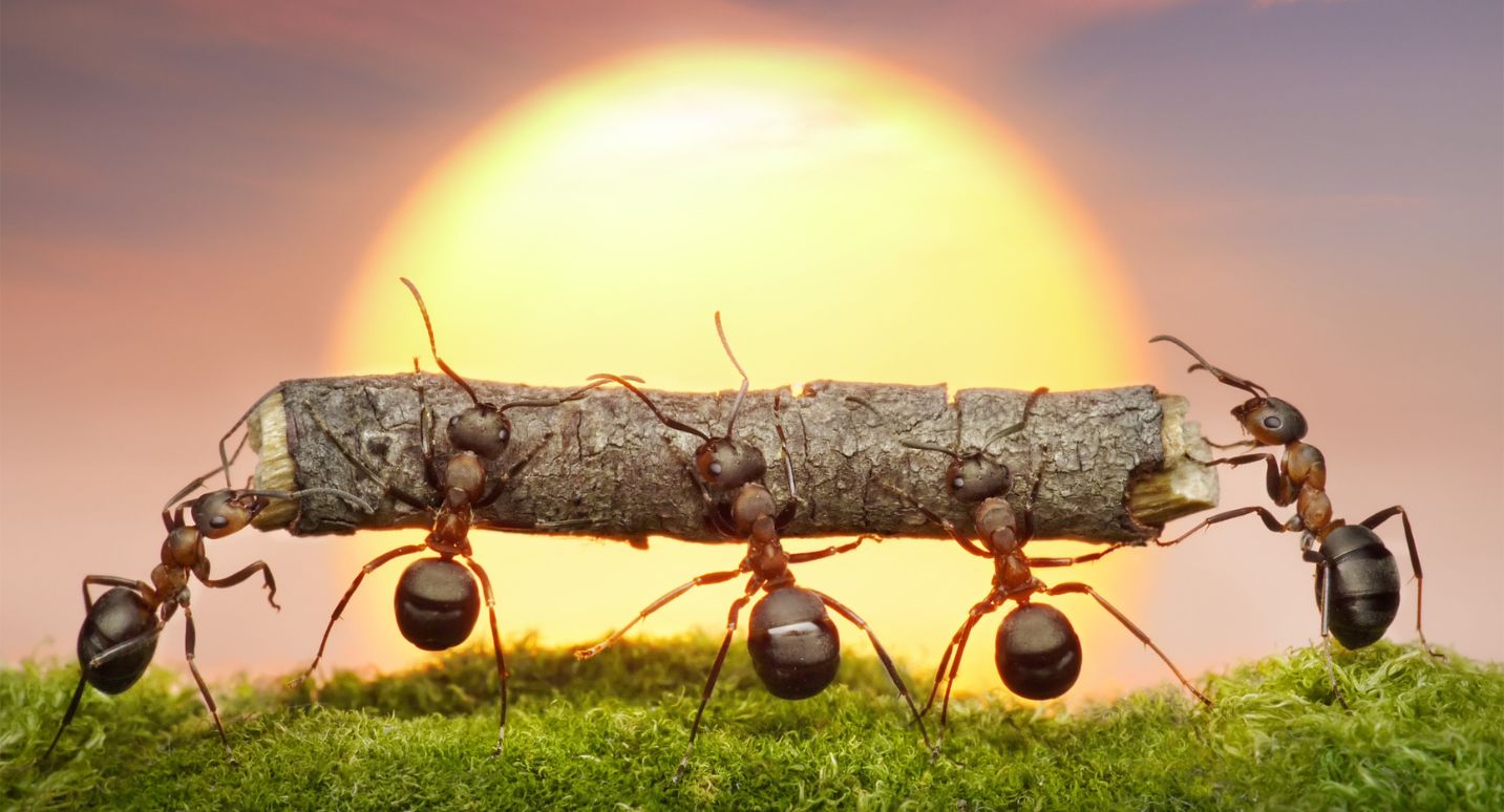 AI Agents and Ants: How Synchronized Intelligence Can Boost Car Dealership Performance 